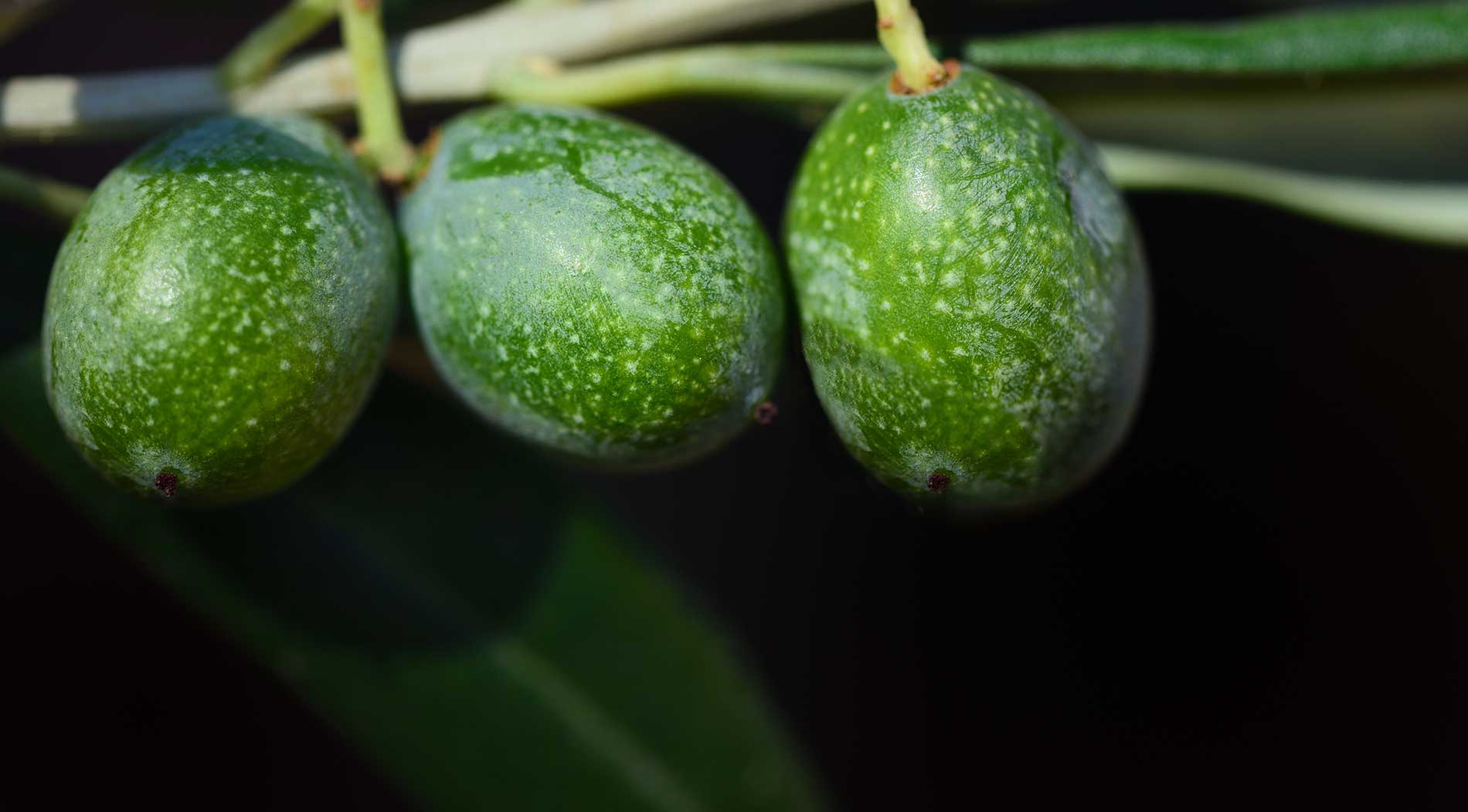 Serrano fully enriched demo SE